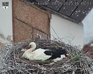 Capi_Dubne_20250508_164003.jpg (1350 x 1080)