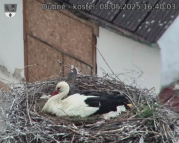 Capi_Dubne_20250508_164003.jpg (1350 x 1080)