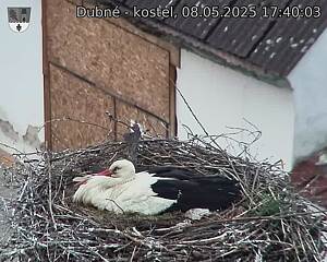 Capi_Dubne_20250508_174003.jpg (1350 x 1080)
