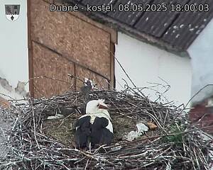 Capi_Dubne_20250508_180003.jpg (1350 x 1080)
