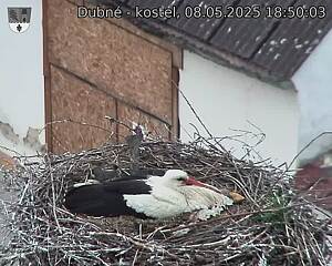 Capi_Dubne_20250508_185003.jpg (1350 x 1080)