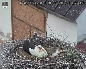 Capi_Dubne_20250508_192003.jpg (1350 x 1080)