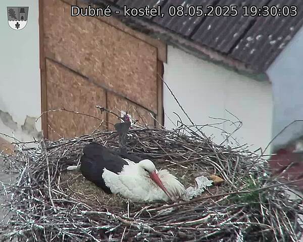 Capi_Dubne_20250508_193003.jpg (1350 x 1080)