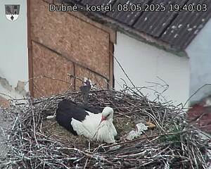 Capi_Dubne_20250508_194003.jpg (1350 x 1080)