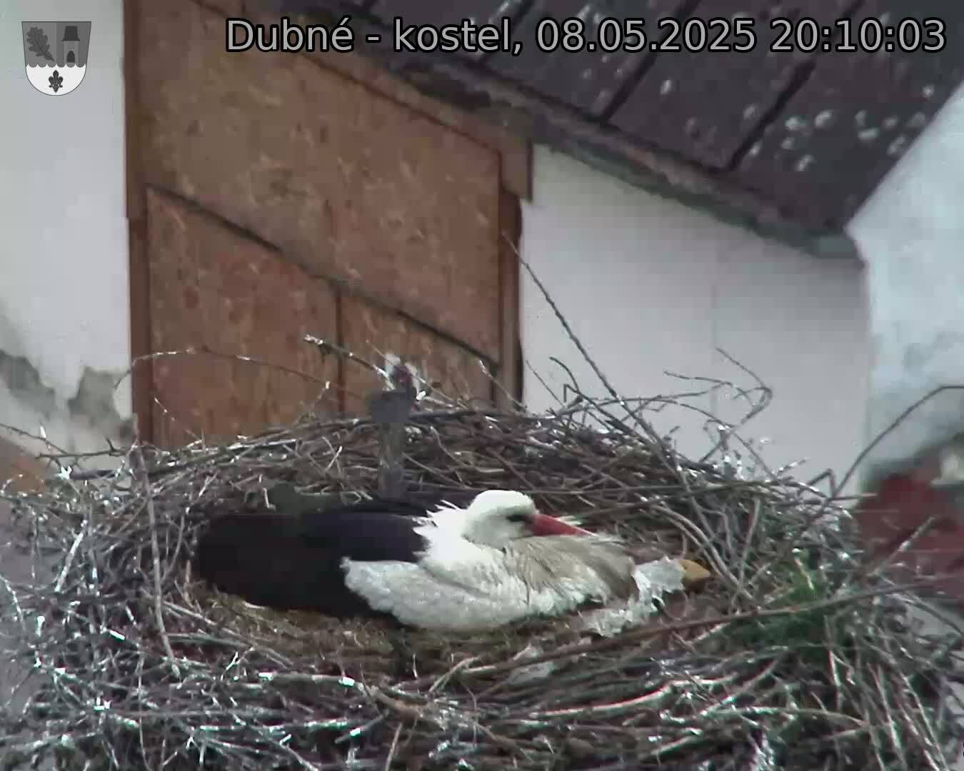 Capi_Dubne_20250508_201003.jpg (1350 x 1080)