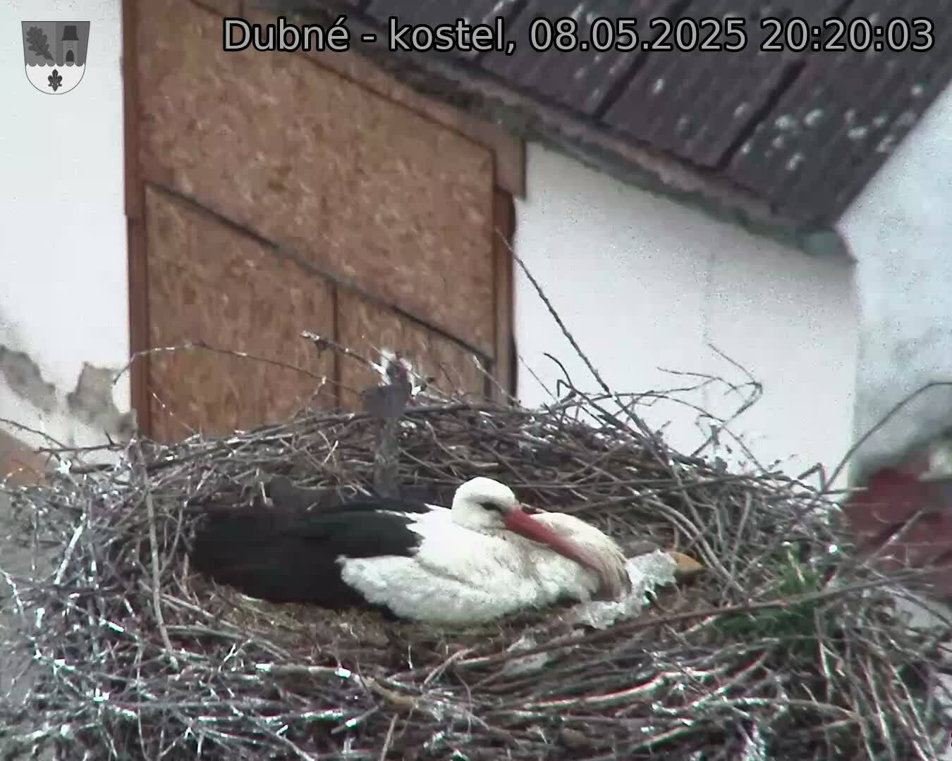 Capi_Dubne_20250508_202003.jpg (1350 x 1080)