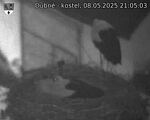 Capi_Dubne_20250508_210503.jpg