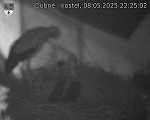 Capi_Dubne_20250508_222502.jpg (1350 x 1080)