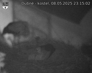Capi_Dubne_20250508_231502.jpg (1350 x 1080)