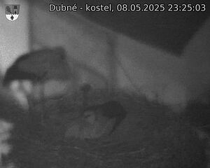 Capi_Dubne_20250508_232503.jpg (1350 x 1080)