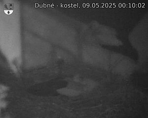 Capi_Dubne_20250509_001002.jpg (1350 x 1080)