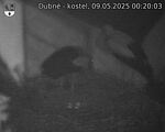 Capi_Dubne_20250509_002003.jpg