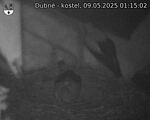 Capi_Dubne_20250509_011502.jpg