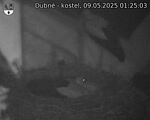 Capi_Dubne_20250509_012503.jpg