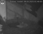 Capi_Dubne_20250509_014003.jpg