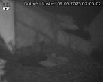 Capi_Dubne_20250509_020502.jpg