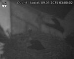 Capi_Dubne_20250509_030002.jpg