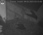 Capi_Dubne_20250509_031502.jpg