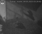 Capi_Dubne_20250509_032002.jpg