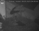 Capi_Dubne_20250509_040502.jpg