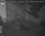 Capi_Dubne_20250509_043002.jpg