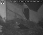 Capi_Dubne_20250509_044003.jpg