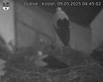 Capi_Dubne_20250509_044502.jpg