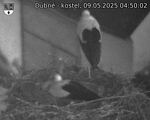 Capi_Dubne_20250509_045002.jpg