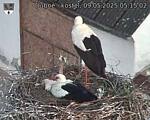 Capi_Dubne_20250509_051502.jpg
