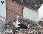 Capi_Dubne_20250509_052002.jpg