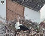 Capi_Dubne_20250509_052504.jpg