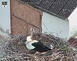 Capi_Dubne_20250509_053002.jpg