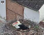 Capi_Dubne_20250509_053504.jpg