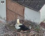 Capi_Dubne_20250509_054002.jpg
