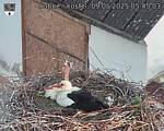 Capi_Dubne_20250509_054503.jpg