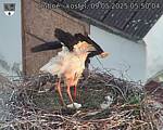 Capi_Dubne_20250509_055004.jpg