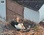 Capi_Dubne_20250509_055502.jpg