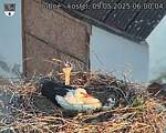 Capi_Dubne_20250509_060004.jpg