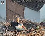Capi_Dubne_20250509_060504.jpg