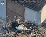 Capi_Dubne_20250509_061002.jpg