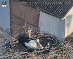 Capi_Dubne_20250509_061504.jpg