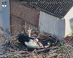 Capi_Dubne_20250509_062004.jpg