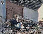 Capi_Dubne_20250509_062502.jpg