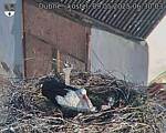 Capi_Dubne_20250509_063003.jpg