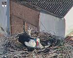 Capi_Dubne_20250509_063504.jpg