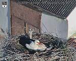 Capi_Dubne_20250509_064002.jpg