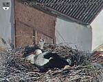 Capi_Dubne_20250509_064502.jpg
