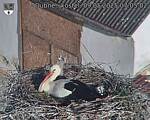 Capi_Dubne_20250509_070502.jpg