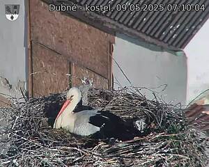Capi_Dubne_20250509_071004.jpg (1350 x 1080)