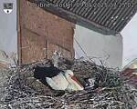Capi_Dubne_20250509_072502.jpg